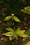 Indian cucumber